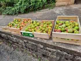 pommes du jardin